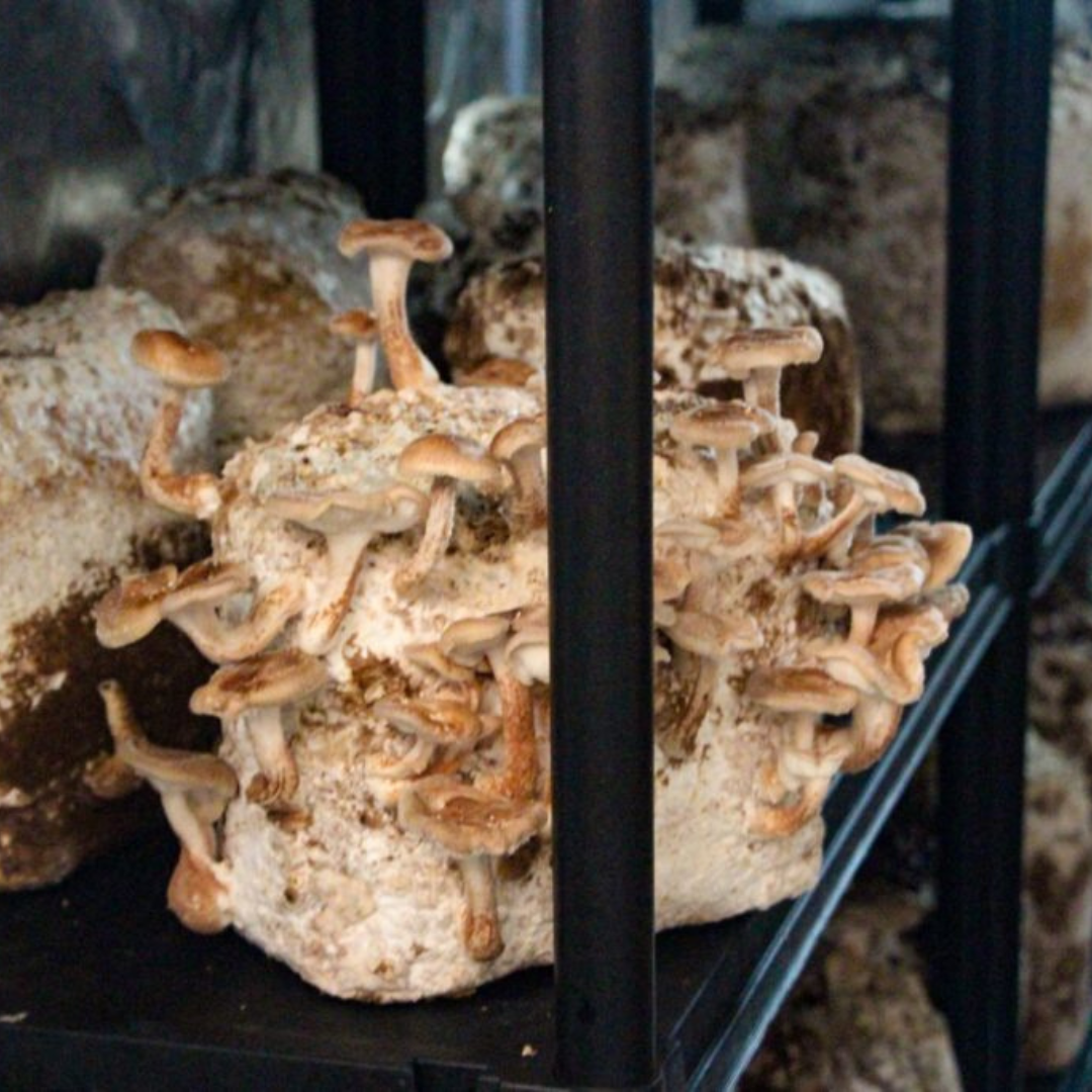 Os cogumelos fazem bem a saúde?